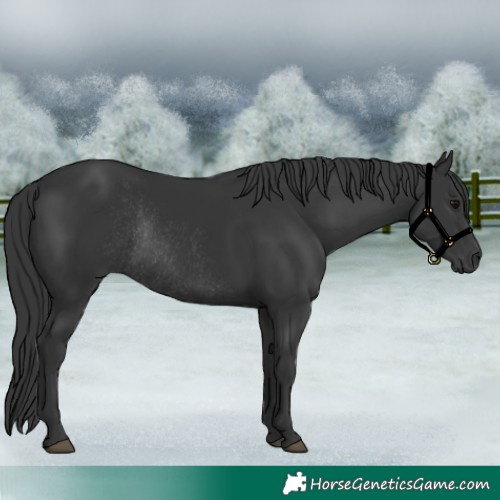 Horse Color:Black Rabicano 