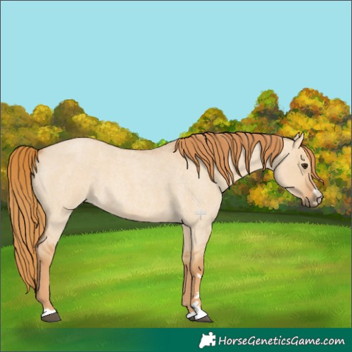 Horse Color:Red Dun Roan 