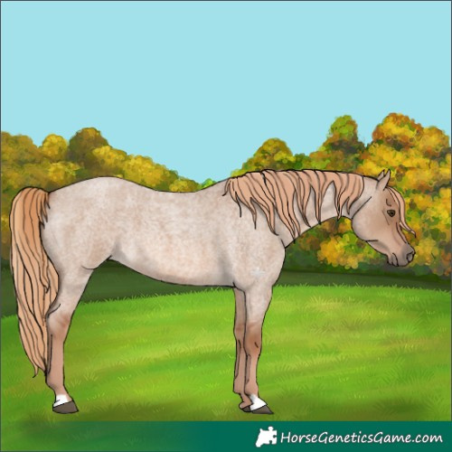 Horse Color:Red Dun Roan 