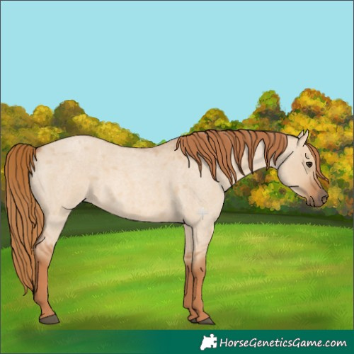 Horse Color:Red Dun Roan 