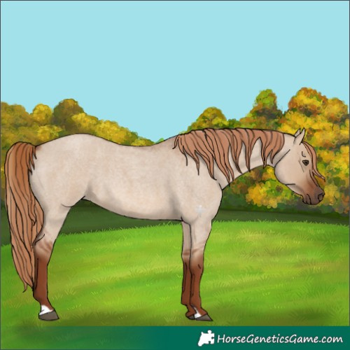 Horse Color:Red Dun Roan 