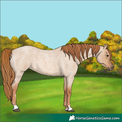 Horse Color:Red Dun Roan 