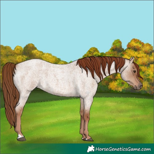 Horse Color:Red Dun Roan 