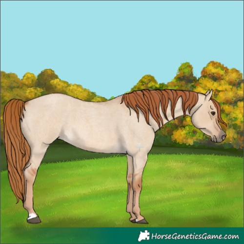 Horse Color:Red Dun Roan 