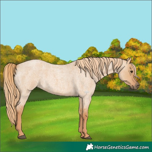 Horse Color:Red Dun Roan 