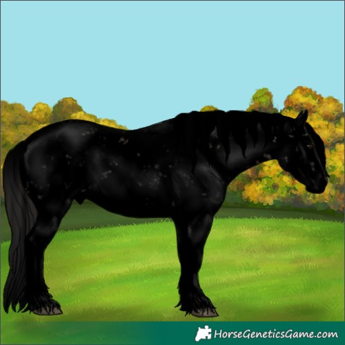 Horse Color:Void Brown Dun Sabino 