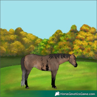 Horse Color:Void Bay Dun Sabino 