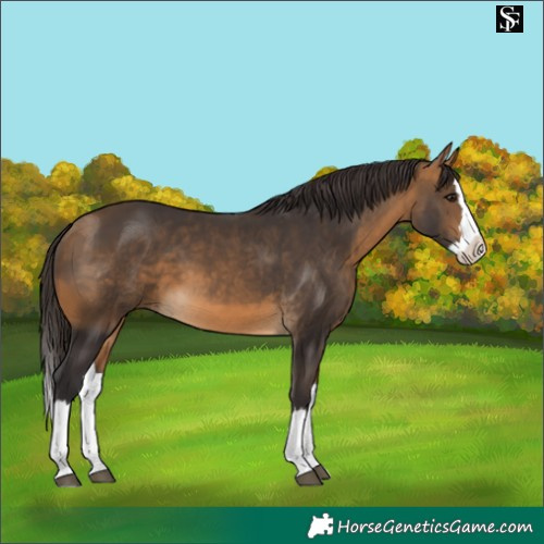 Horse Color:Buckskin Splash 