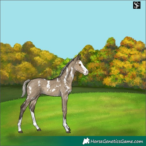 Horse Color:White Spotted Silver Smoky Grullo Splash Rabicano 