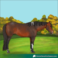 Horse Color:Bay Tobiano