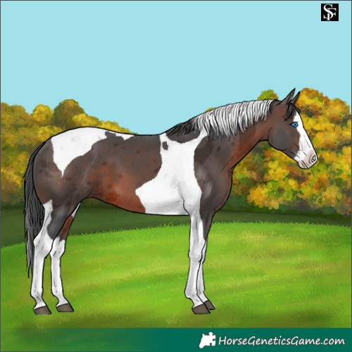Horse Color:Brown Merle Splash Tobiano 