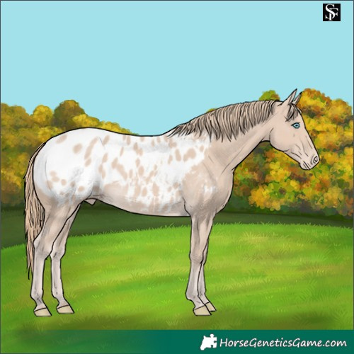 Horse Color:Smoky Creme Appaloosa 