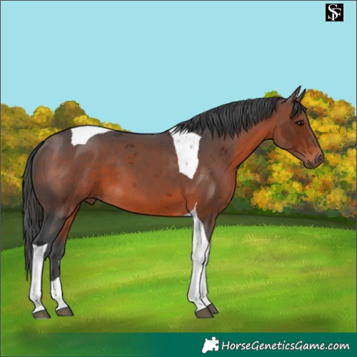 Horse Color:Brown Merle Tobiano 