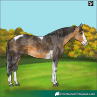 Horse Color:Buckskin Merle Splash Tobiano 
