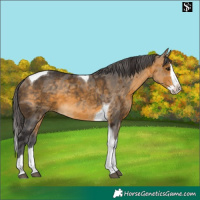 Horse Color:Buckskin Merle Splash Tobiano 