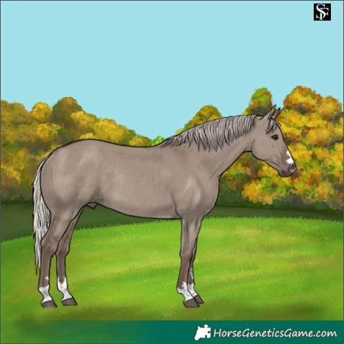 Horse Color:Silver Grullo Rabicano 