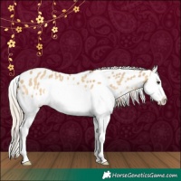 Horse Color:Plaid Chocolate Palomino Dun Splash Near Leopard