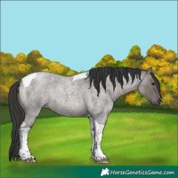 Horse Color:Grullo Roan Mushroom Tobiano Rabicano 