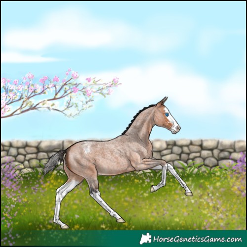 Horse Color:Bay Roan Sabino Splash Appaloosa 