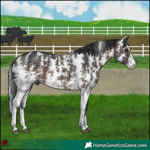 Horse Color:Brown Sabino 