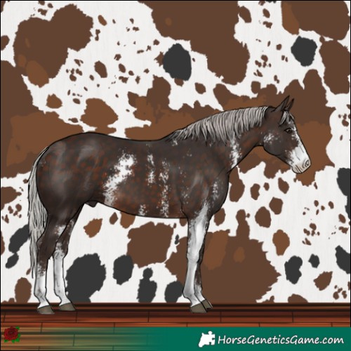 Horse Color:Silver Brown Sabino 