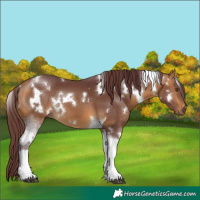 Horse Color:White Spotted Chocolate Buckskin Tobiano 