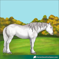 Horse Color:Chocolate Silver Bay Chinchilla Dun Splash Frame Rabicano 