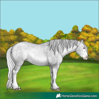 Horse Color:Silver Brown Chinchilla Ice Dun Sabino Splash 