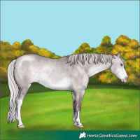 Horse Color:Chocolate Silver Brown Chinchilla Dun Sabino