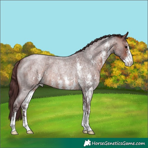 Horse Color:Chocolate Brown Roan Sabino