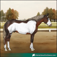 Horse Color:Liver Chestnut Frame 