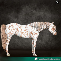 Horse Color:Gold Champagne Appaloosa  and Gold Champagne Appaloosa Rabicano 