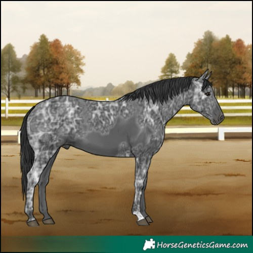 Horse Color:Black Ice 