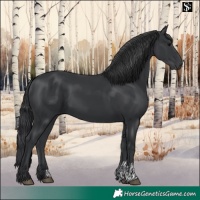 Horse Color:Black and Black
