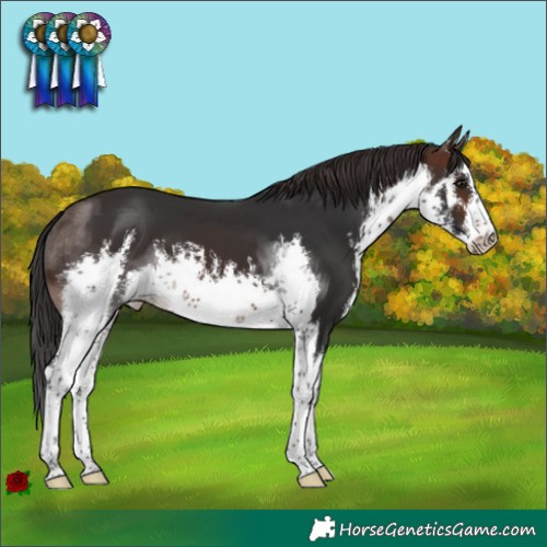 Horse Color:White Spotted Brown 