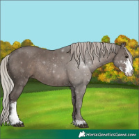 Horse Color:Silver Black Sabino Rabicano 