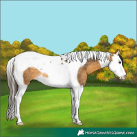 Horse Color:Buckskin Splash Tobiano Rabicano