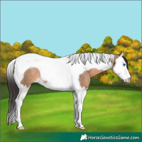 Horse Color:Brown Dun Splash Tobiano