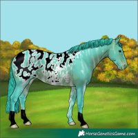 Horse Color:Watercolor Brown Ice Appaloosa Rabicano 