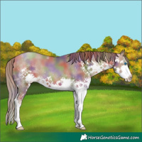 Horse Color:Nacre Brown Pearl Splash 