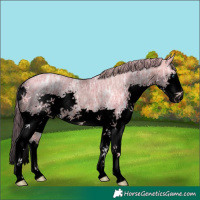 Horse Color:Void Watercolor Brown Ice Pearl Splash 