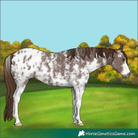 Horse Color:Gray Chestnut Sabino Appaloosa 