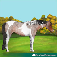 Horse Color:Bay Roan Tobiano Appaloosa Rabicano 