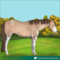Horse Color:Amber Champagne Sabino Blanket 