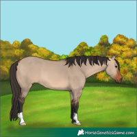 Horse Color:Bay Dun 