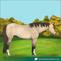Horse Color:Buckskin Dun Rabicano 