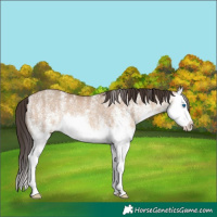 Horse Color:White Spotted Sable Champagne Dun Splash Rabicano 
