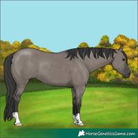 Horse Color:Grullo 