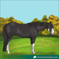 Horse Color:Smoky Black Sabino 