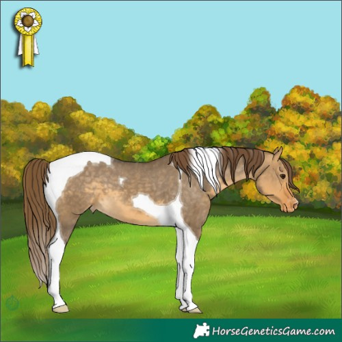 Horse Color:Buckskin Dun Tobiano Appaloosa 